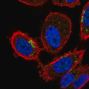 Anti-ZDHHC7 antibody produced in rabbit Prestige Antibodies&#174; Powered by Atlas Antibodies, affinity isolated antibody