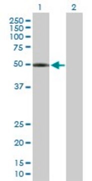 Anti-LPCAT2 antibody produced in mouse purified immunoglobulin, buffered aqueous solution