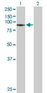 Anti-GNS antibody produced in mouse purified immunoglobulin, buffered aqueous solution