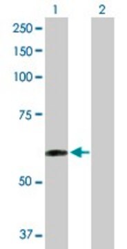 Anti-TAPBPL antibody produced in rabbit purified immunoglobulin, buffered aqueous solution