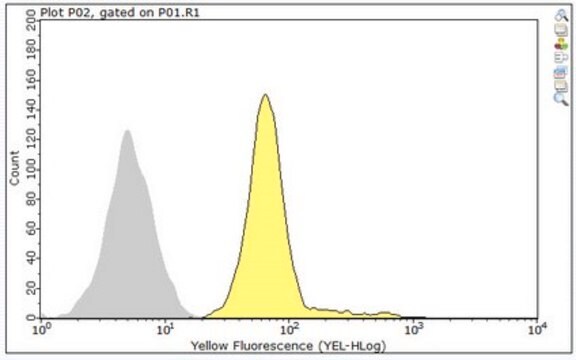 Anty-DEFA1 from rabbit, purified by affinity chromatography