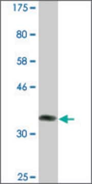 Monoclonal Anti-BARX2 antibody produced in mouse clone 2B8, ascites fluid