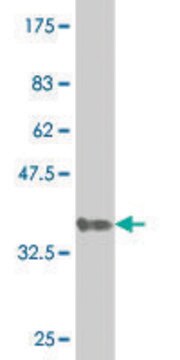 ANTI-GNL3 antibody produced in mouse clone 4B10, purified immunoglobulin, buffered aqueous solution