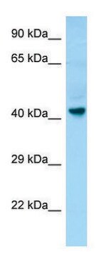 Anti-GPR34 (C-terminal) antibody produced in rabbit affinity isolated antibody