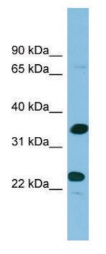 Anti-PDYN antibody produced in rabbit HRP affinity isolated antibody