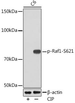 Anti-Phospho-Raf1-S621 antibody produced in rabbit