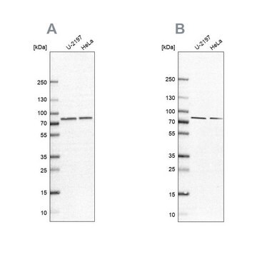 Anty-PABPC4 Prestige Antibodies&#174; Powered by Atlas Antibodies, affinity isolated antibody