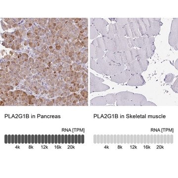 Anti-PLA2G1B antibody produced in rabbit Prestige Antibodies&#174; Powered by Atlas Antibodies, affinity isolated antibody, buffered aqueous glycerol solution