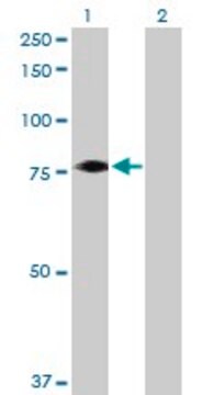 Anti-FBXO21 antibody produced in mouse purified immunoglobulin, buffered aqueous solution