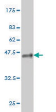 Monoclonal Anti-MLL4 antibody produced in mouse clone 4C10, purified immunoglobulin, buffered aqueous solution