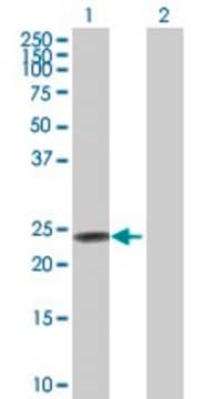 Anti-FXN antibody produced in rabbit purified immunoglobulin, buffered aqueous solution