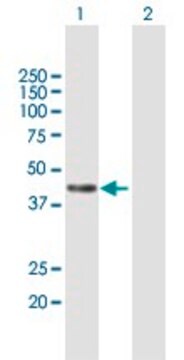 Anti-PCMTD1 antibody produced in mouse purified immunoglobulin, buffered aqueous solution