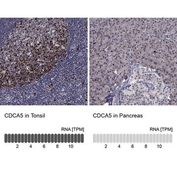 Anti-CDCA5 antibody produced in rabbit Prestige Antibodies&#174; Powered by Atlas Antibodies, affinity isolated antibody, buffered aqueous glycerol solution