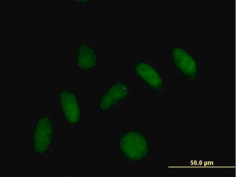 Anti-PLEKHJ1 antibody produced in mouse IgG fraction of antiserum, buffered aqueous solution