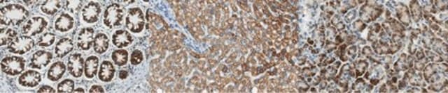 Anti-SHMT Antibody, clone 4D2.1 clone 4D2.1, from mouse