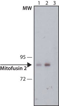 Anti-Mitofusin 2 antibody,Mouse monoclonal clone Mito-2, purified from hybridoma cell culture