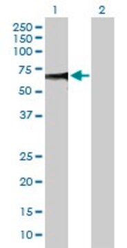 Anti-ZSCAN20 antibody produced in mouse purified immunoglobulin, buffered aqueous solution