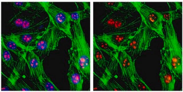 Anti-SC-35 Antibody, clone 1SC-4F11 ascites fluid, clone 1SC-4F11, from mouse