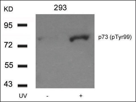 Anti-phospho-TP73 (pTyr99) antibody produced in rabbit affinity isolated antibody