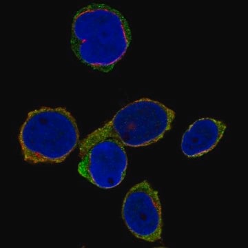 Anti-SELL antibody produced in rabbit Prestige Antibodies&#174; Powered by Atlas Antibodies, affinity isolated antibody, buffered aqueous glycerol solution