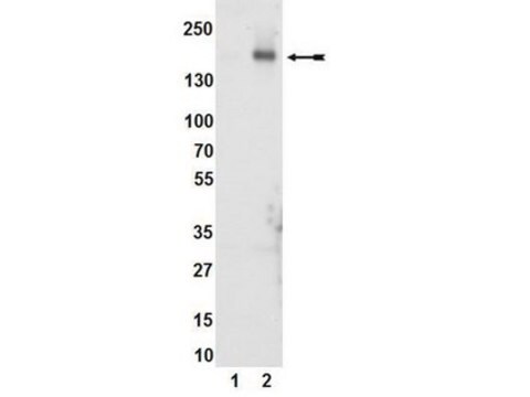 Anti-phospho-KDR/Flk-1/VEGFR2 (Tyr1054) Antibody, clone D1W, rabbit monoclonal culture supernatant, clone D1W, Upstate&#174;