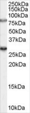 Anti-SV2A antibody produced in goat affinity isolated antibody, buffered aqueous solution