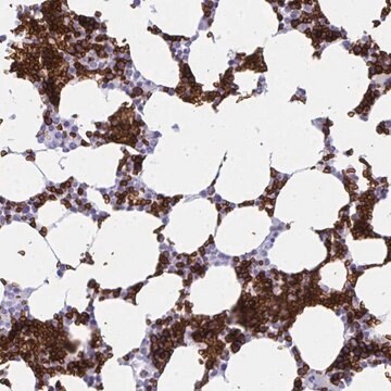 Anti-ANK1 antibody produced in rabbit Prestige Antibodies&#174; Powered by Atlas Antibodies, affinity isolated antibody, buffered aqueous glycerol solution