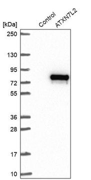 Anti-ATXN7L2 antibody produced in rabbit Prestige Antibodies&#174; Powered by Atlas Antibodies, affinity isolated antibody, buffered aqueous glycerol solution