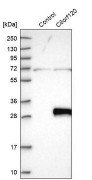 Anti-C6orf120 antibody produced in rabbit Prestige Antibodies&#174; Powered by Atlas Antibodies, affinity isolated antibody, buffered aqueous glycerol solution