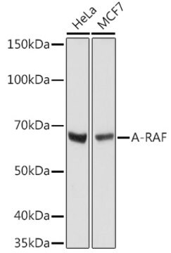 Anti-A-RAF Antibody, clone 4U9L7, Rabbit Monoclonal