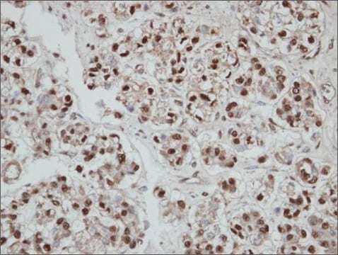 Anti-SEPHS2 antibody produced in rabbit affinity isolated antibody, buffered aqueous solution