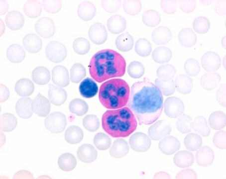 LEUCOGNOST&#8482; Fixing Mixture for enzyme cytochemistry