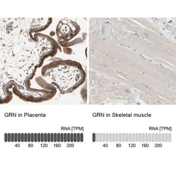 Anti-GRN antibody produced in rabbit Prestige Antibodies&#174; Powered by Atlas Antibodies, affinity isolated antibody, buffered aqueous glycerol solution