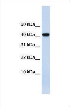 Anti-AGT antibody produced in rabbit affinity isolated antibody