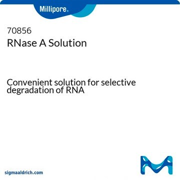 RNase A Solution Convenient solution for selective degradation of RNA