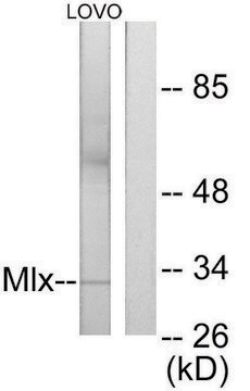 Anti-MLX antibody produced in rabbit affinity isolated antibody