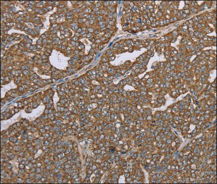 Anti-CERS4 antibody produced in rabbit affinity isolated antibody