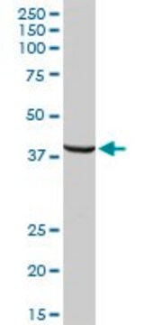 Anti-TPBG antibody produced in rabbit purified immunoglobulin, buffered aqueous solution