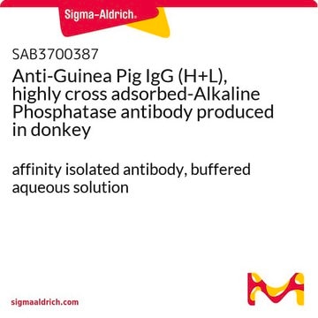 Anti-Guinea Pig IgG (H+L), highly cross adsorbed-Alkaline Phosphatase antibody produced in donkey affinity isolated antibody, buffered aqueous solution