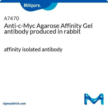 Anti-c-Myc 琼脂糖亲和凝胶 兔抗 affinity isolated antibody