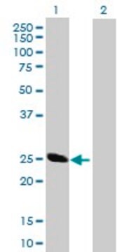 Anti-BCAP29 antibody produced in mouse purified immunoglobulin, buffered aqueous solution