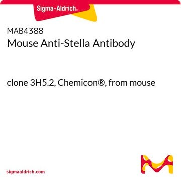 Mouse Anti-Stella Antibody clone 3H5.2, Chemicon&#174;, from mouse