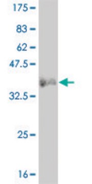 ANTI-LMO2 antibody produced in mouse clone 4C6, purified immunoglobulin, buffered aqueous solution