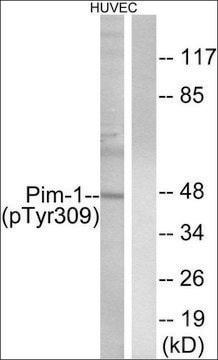 Anti-phospho-Pim-1 (pTyr309) antibody produced in rabbit affinity isolated antibody