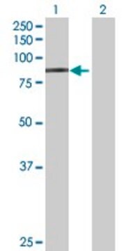 Anti-CD248 antibody produced in mouse purified immunoglobulin, buffered aqueous solution