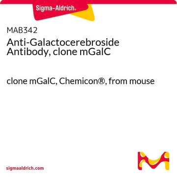 Anti-Galactocerebrosid-Antikörper, Klon mGalC clone mGalC, Chemicon&#174;, from mouse