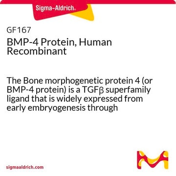 BMP-4 Protein, Human Recombinant The Bone morphogenetic protein 4 (or BMP-4 protein) is a TGF&#946; superfamily ligand that is widely expressed from early embryogenesis through adulthood.