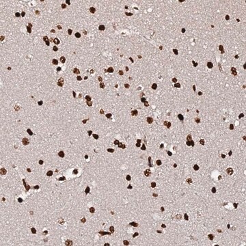 Anti-DNAH10OS antibody produced in rabbit Prestige Antibodies&#174; Powered by Atlas Antibodies, affinity isolated antibody, buffered aqueous glycerol solution