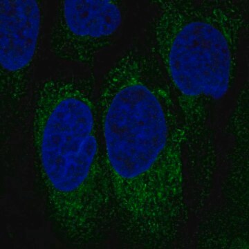 Anti-NCR1 antibody produced in rabbit Prestige Antibodies&#174; Powered by Atlas Antibodies, affinity isolated antibody