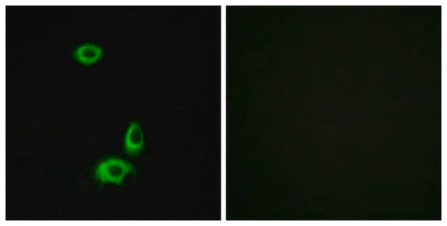 Anti-OR56B1 antibody produced in rabbit affinity isolated antibody